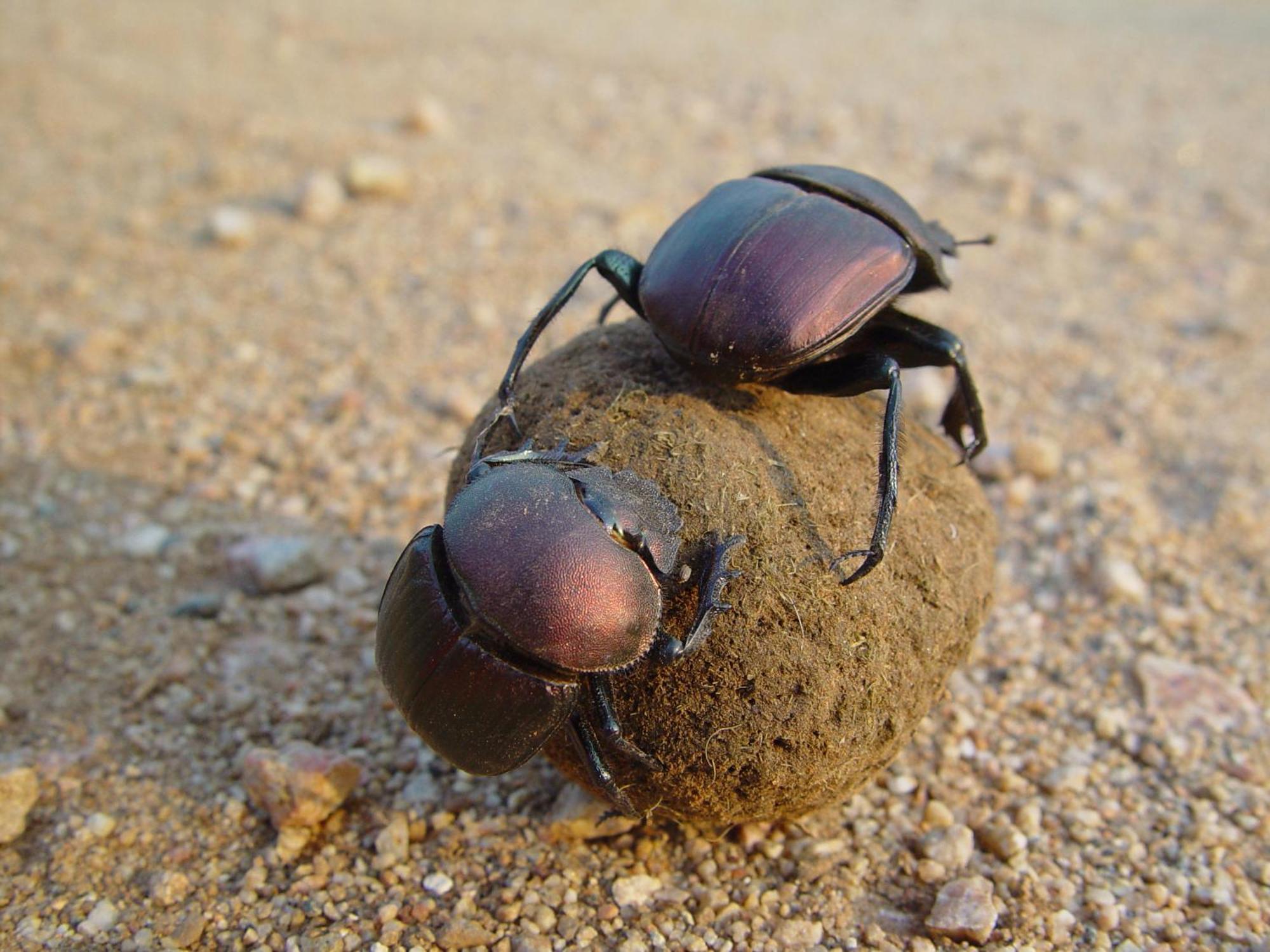 מלון סקוקוזה Rhino Walking Safaris מראה חיצוני תמונה