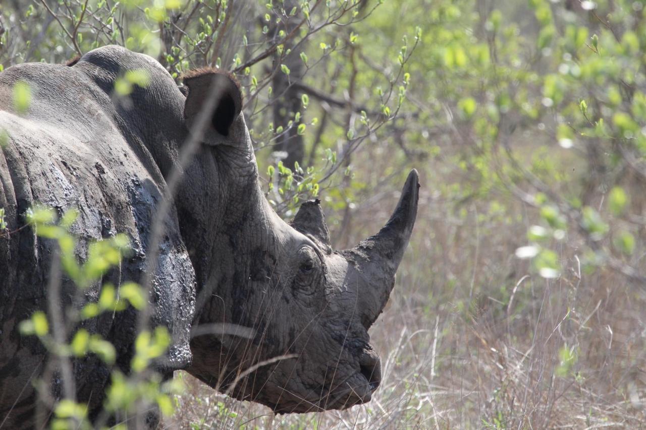 מלון סקוקוזה Rhino Walking Safaris מראה חיצוני תמונה
